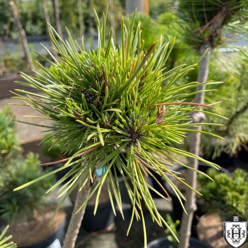 Pinus sylvestris 'Hansu Ball' - Harilik mänd 'Hansu Ball'